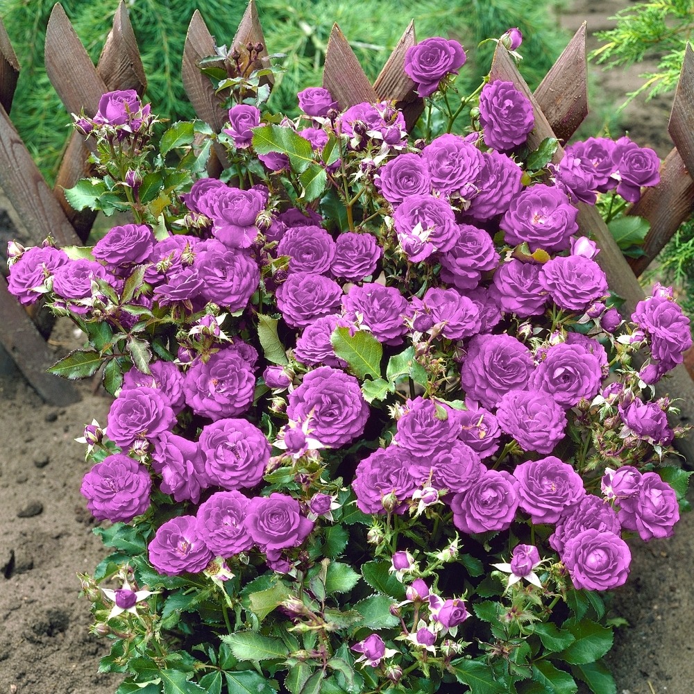 Cottage Farms Direct Perennials 'Lavender Sunblaze' Mini Rose 4pc